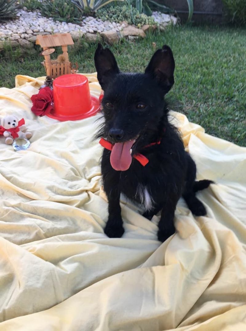 Regalo Cane piccola taglia 7 kg