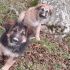 Regalo cuccioli 5 mesi taglia medio grande