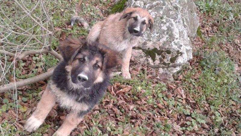 Regalo cuccioli 5 mesi taglia medio grande