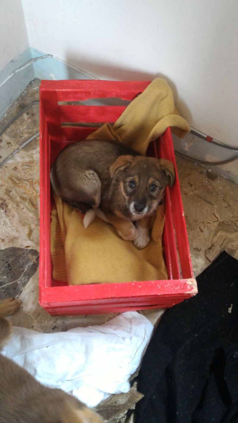 Regalo Lola cucciola 3 mesi 