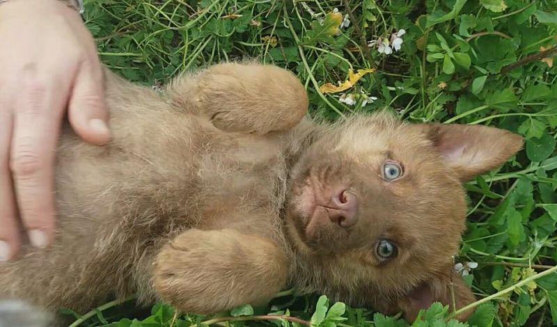 Cucciolo maschio 2 mesi in adozione 