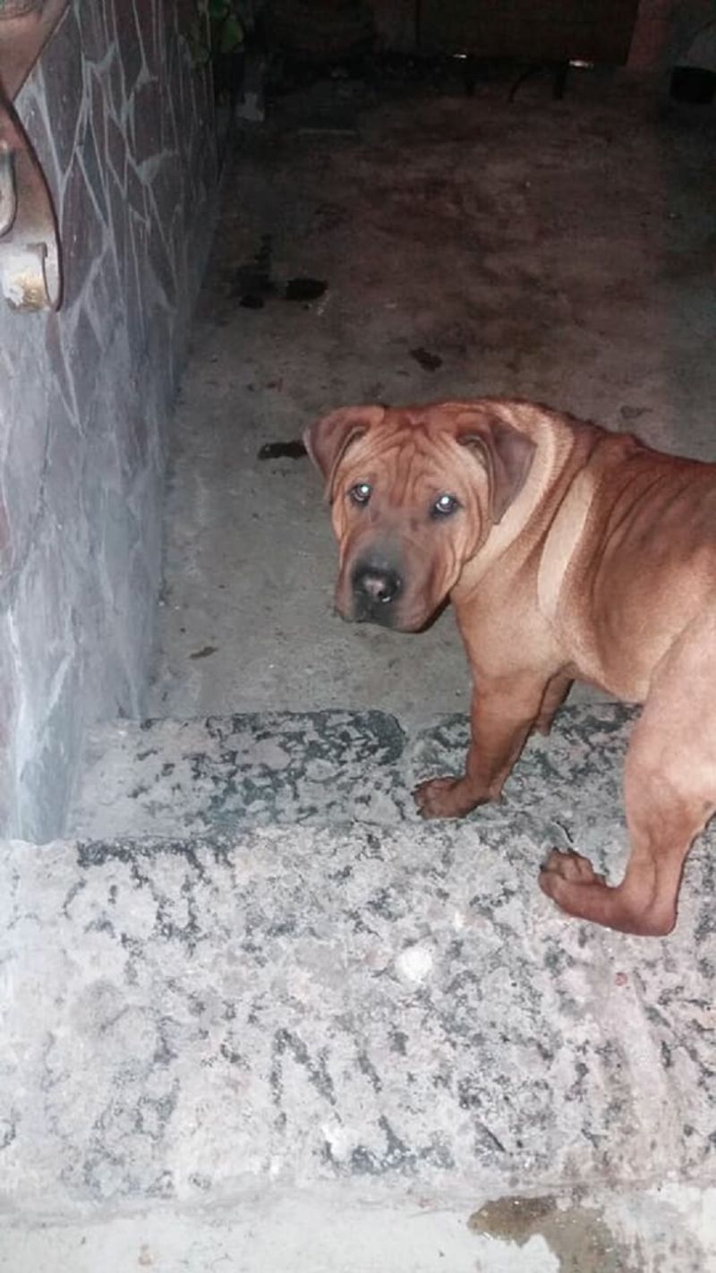 Incrocio shar pei maschio 2 anni