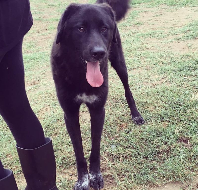 Incrocio pastore belga cerca casa.2 anni 35 kg.