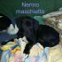 Nerino futura taglia media contenuta massimo 15 kg.