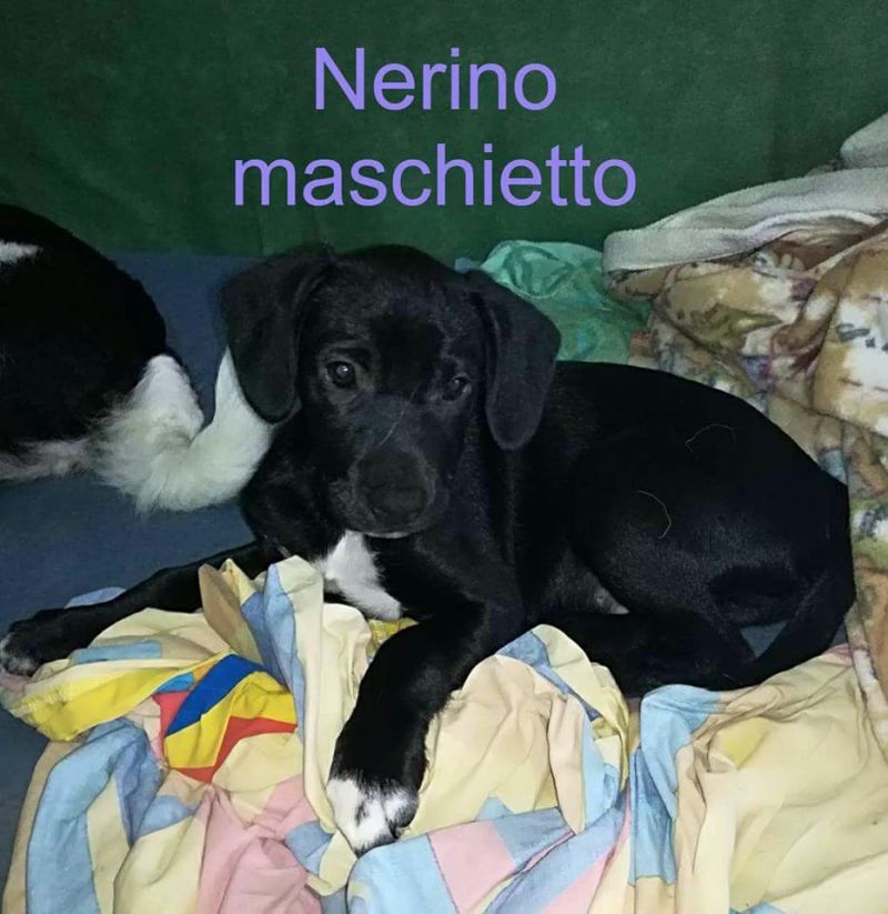 Nerino futura taglia media contenuta massimo 15 kg.