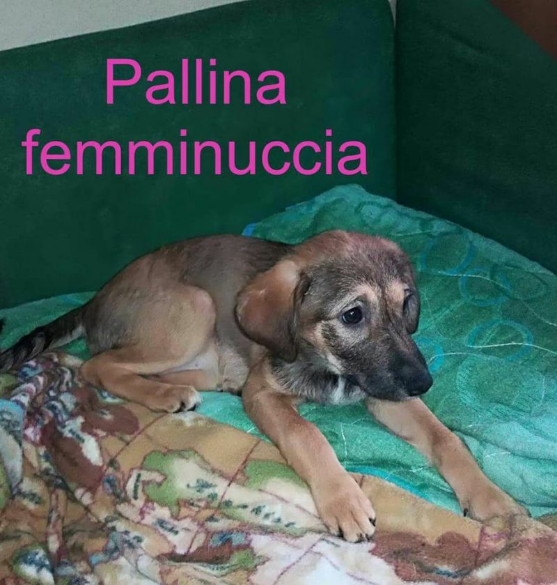 Pallina futura taglia media contenuta massimo 15 Kg.