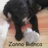 Zanna Bianca futura taglia media contenuta massimo 15 Kg.