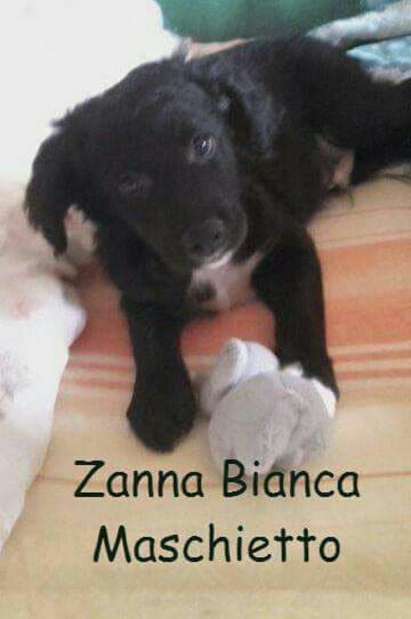 Zanna Bianca futura taglia media contenuta massimo 15 Kg.