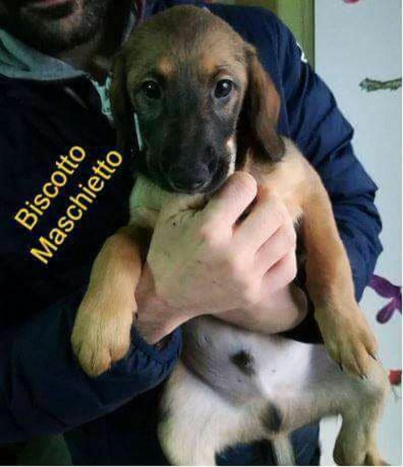 Biscotto futura taglia media contenuta massimo 15 Kg.