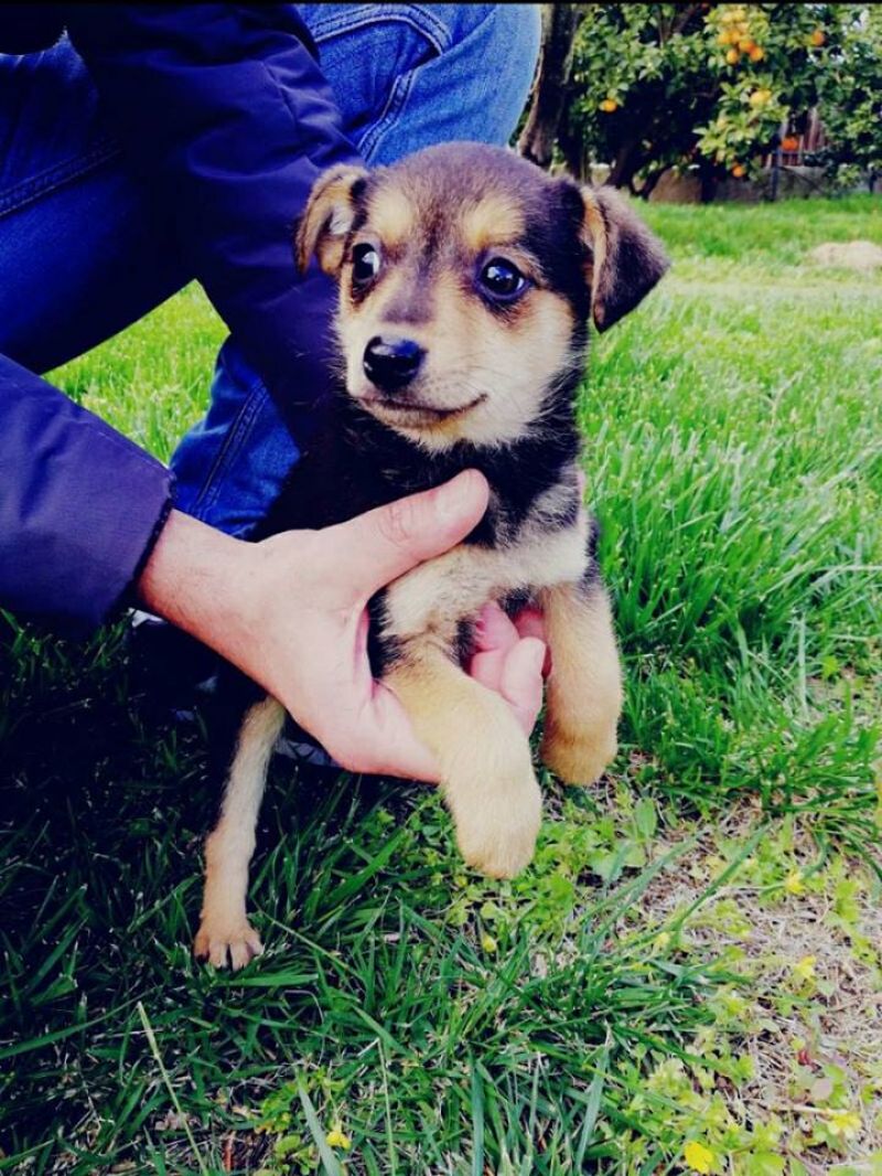 Femminuccia 2 mesi futura taglia piccola