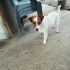 Incrocio Jack Russell