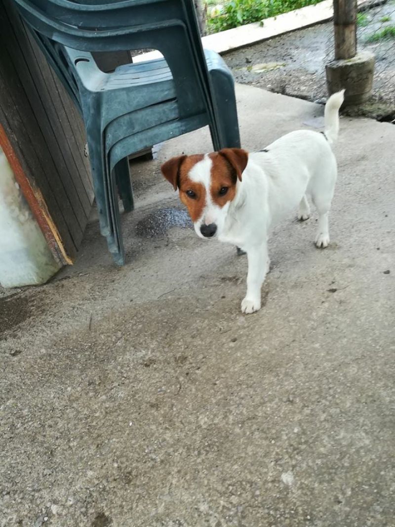 Incrocio Jack Russell