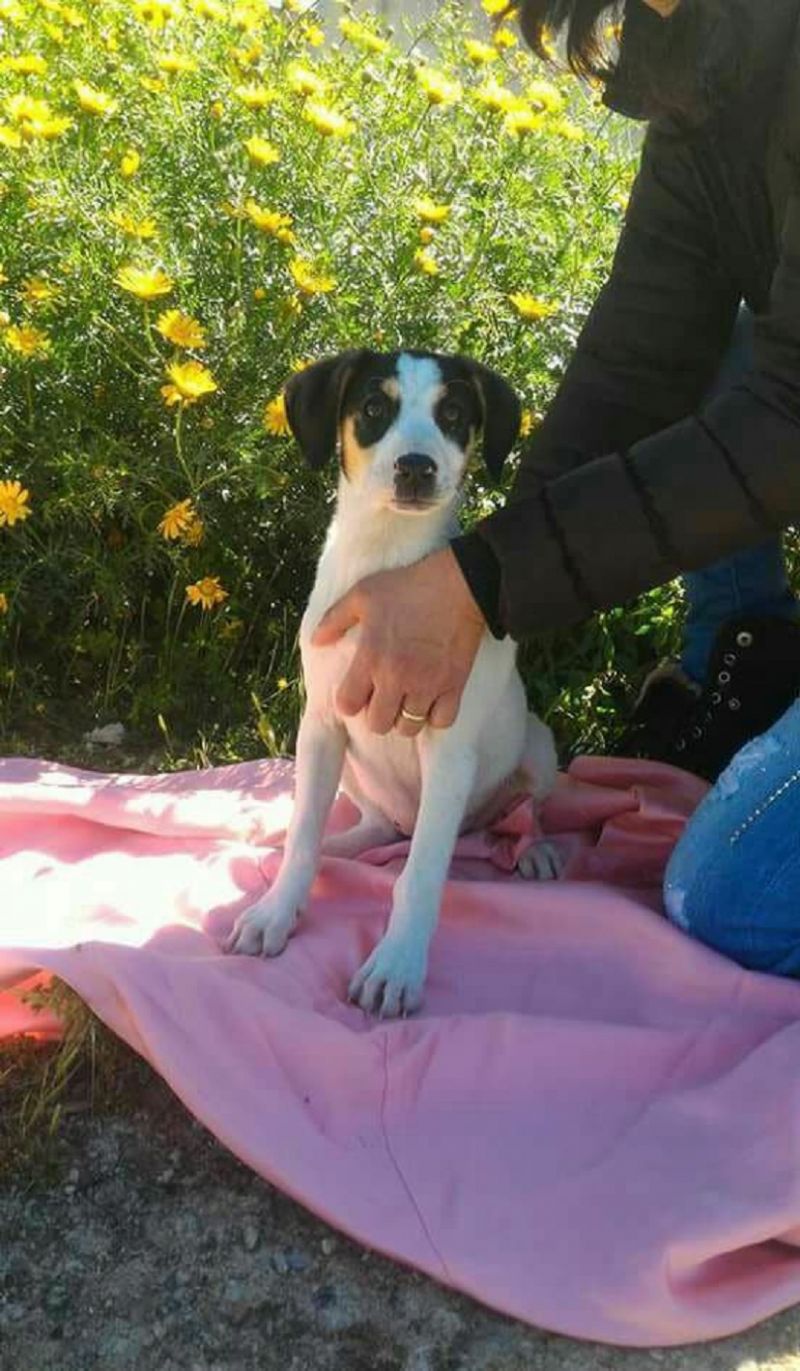 Femminuccia 4 mesi. Futura taglia medio piccola 10 /12 Kg.