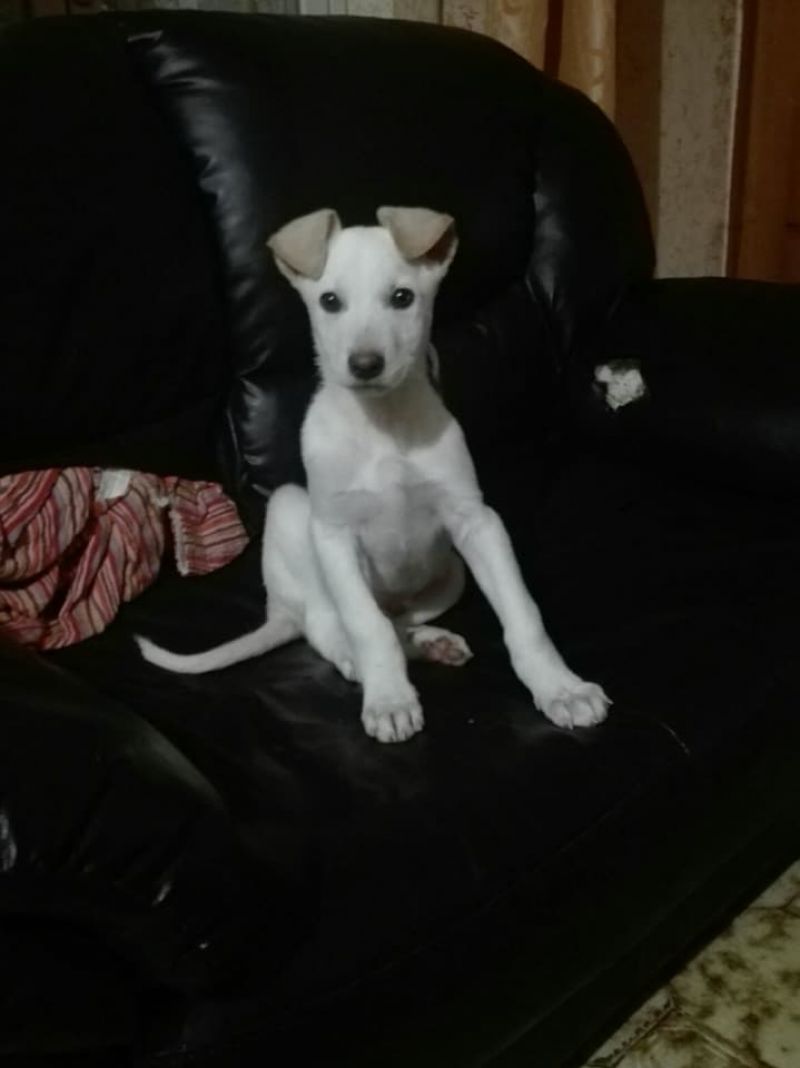 Maschietto 3 mesi futura taglia media 20 kg 