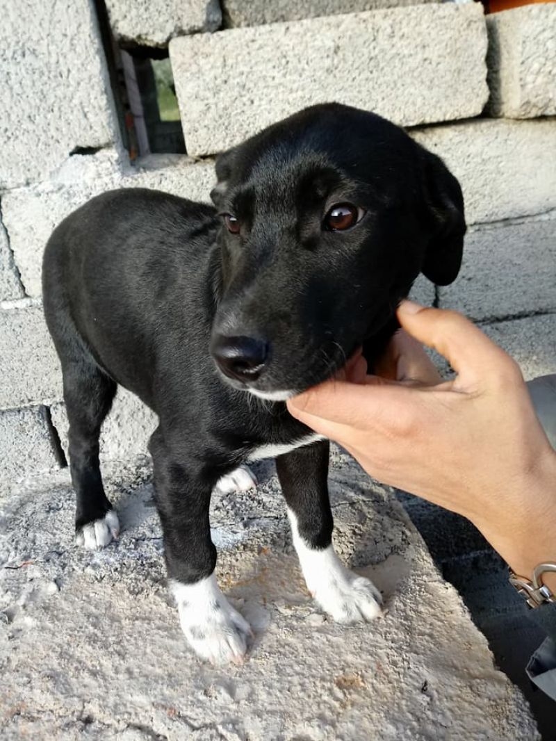 Maschietto cerca casa 3 mesi futura taglia media contenuta 15 kg