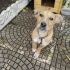 Lupin cerca casa 5 mesi futura taglia media contenuta 12 kg
