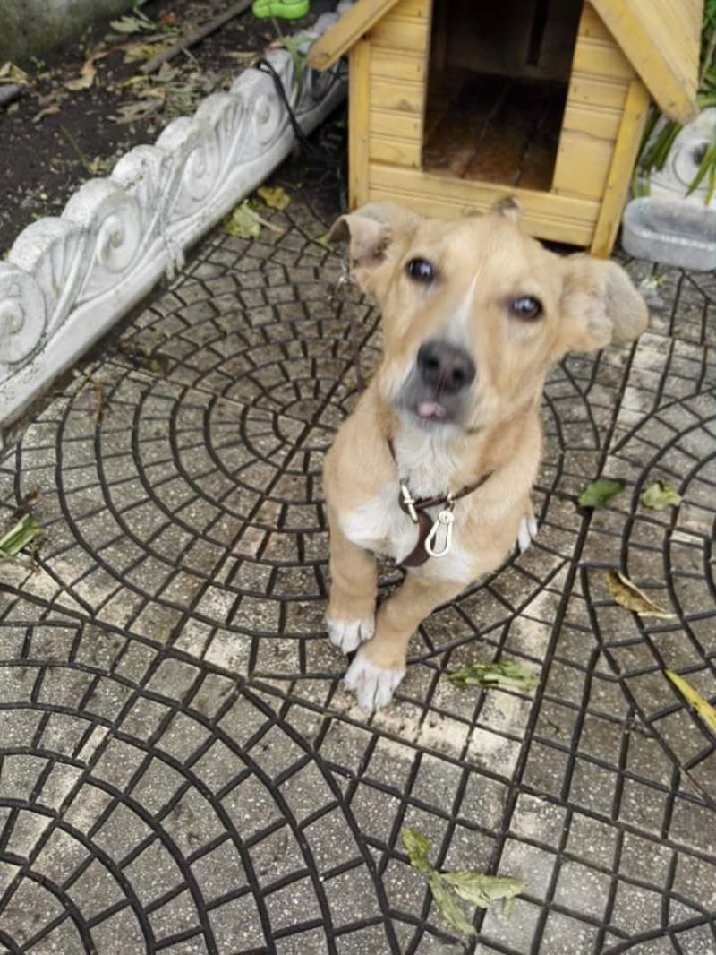 Lupin cerca casa 5 mesi futura taglia media contenuta 12 kg