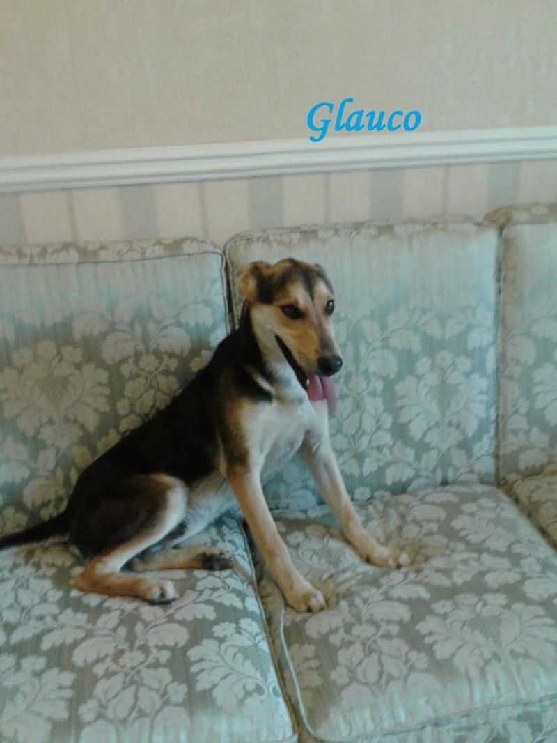 GLAUCO 