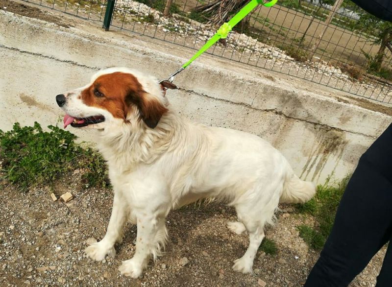 Ben 5 anni 25 kg di incrocio Golden