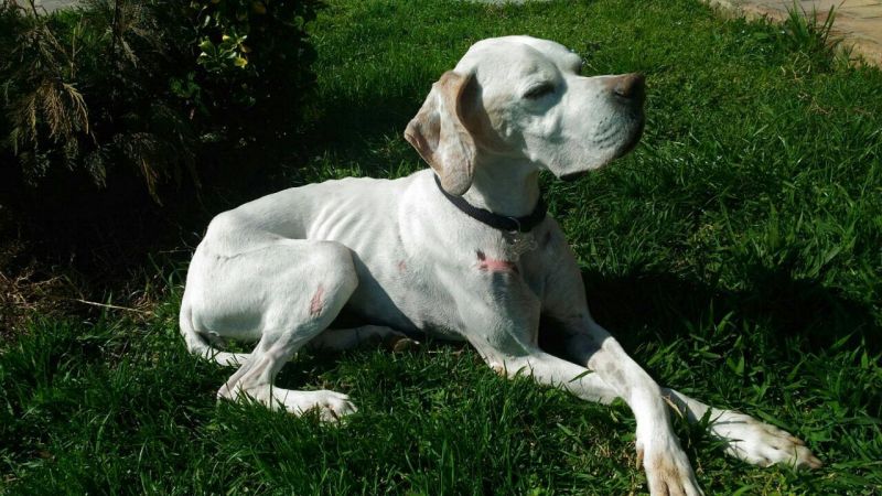 Cleopatra Pointer di 11 anni