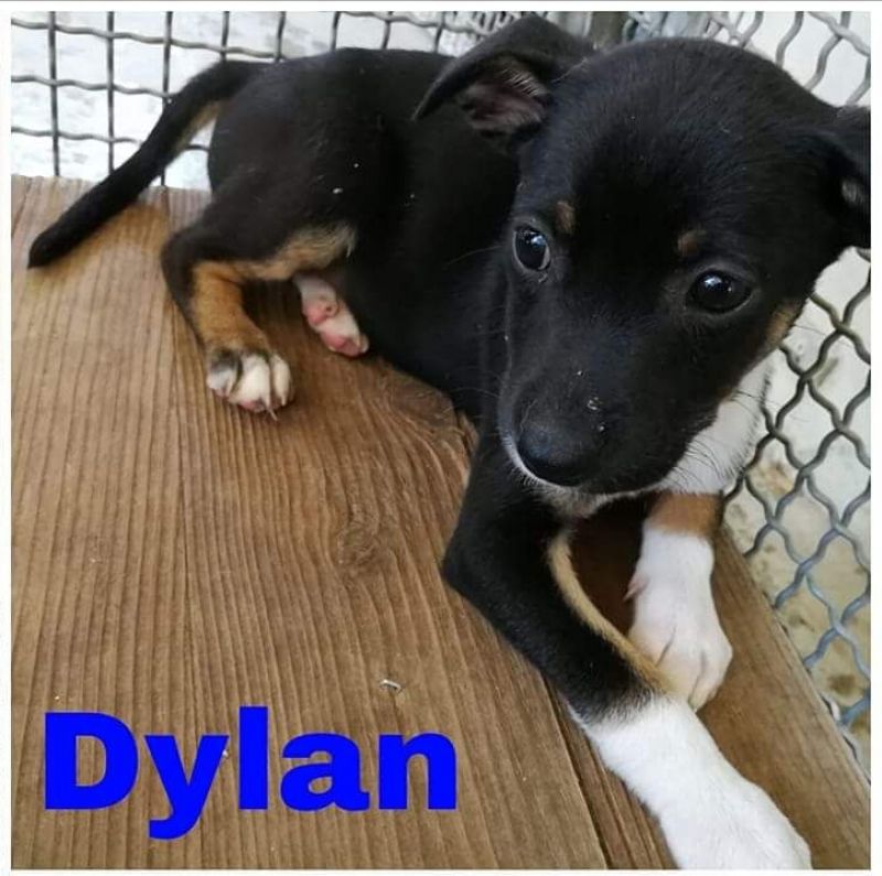 DYLAN