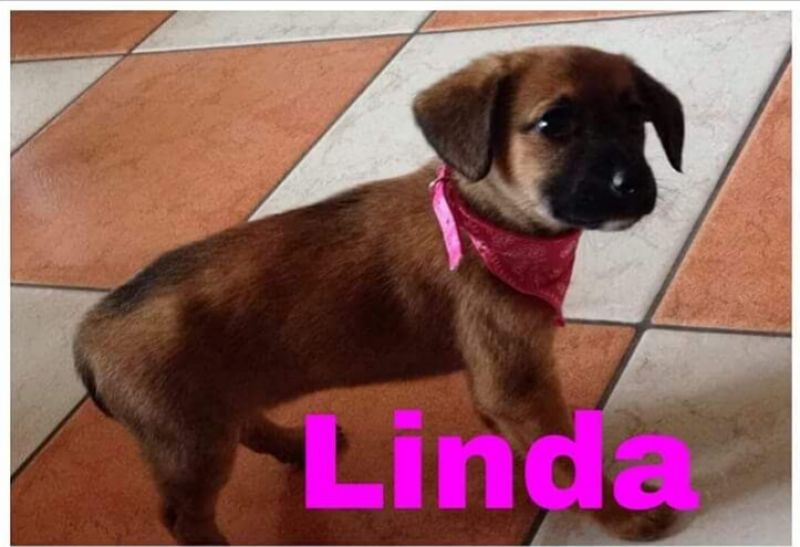 LINDA