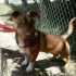 Bullo 3 anni 13 kg. maschio taglia piccola è uno spasso 