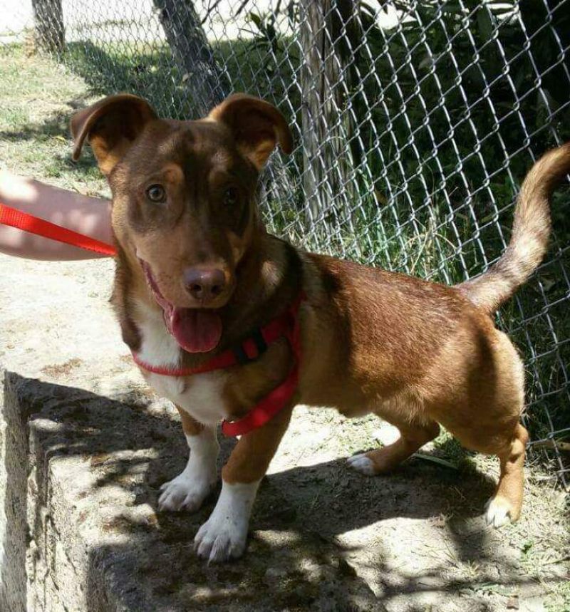 Bullo 3 anni 13 kg. maschio taglia piccola è uno spasso