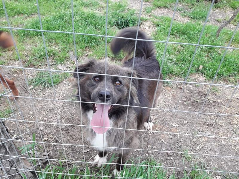 Nico bellissimo cagnolino taglia media 2 anni 13 Kg. 
