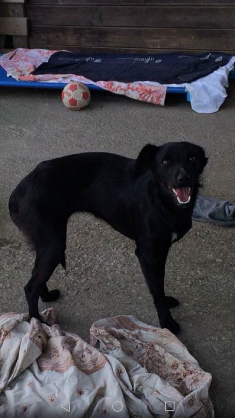 Peggy femmina di circa 1 anno 10 kg