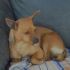 Elisa taglia piccola incrocio pinscher 6 mesi, 5 kg.