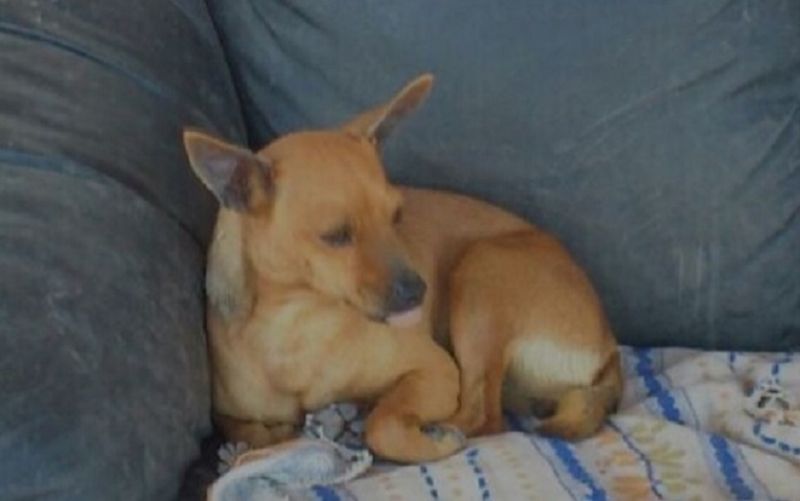 Elisa taglia piccola incrocio pinscher 6 mesi, 5 kg.