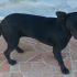 Martina taglia piccola incrocio pinscher 6 mesi, 5 kg.
