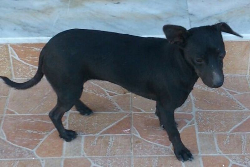 Martina taglia piccola incrocio pinscher 6 mesi, 5 kg.