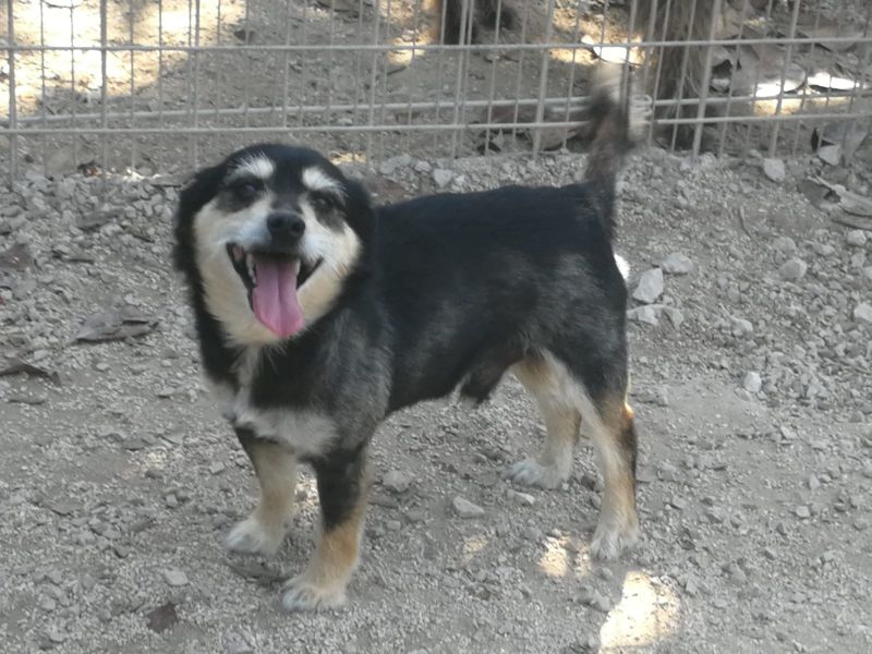 Jacky 4 anni taglia media