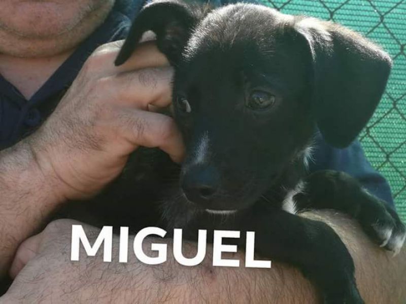 Miguel