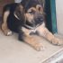 Buba nata il 12 aprile 2018, mamma spinone taglia media