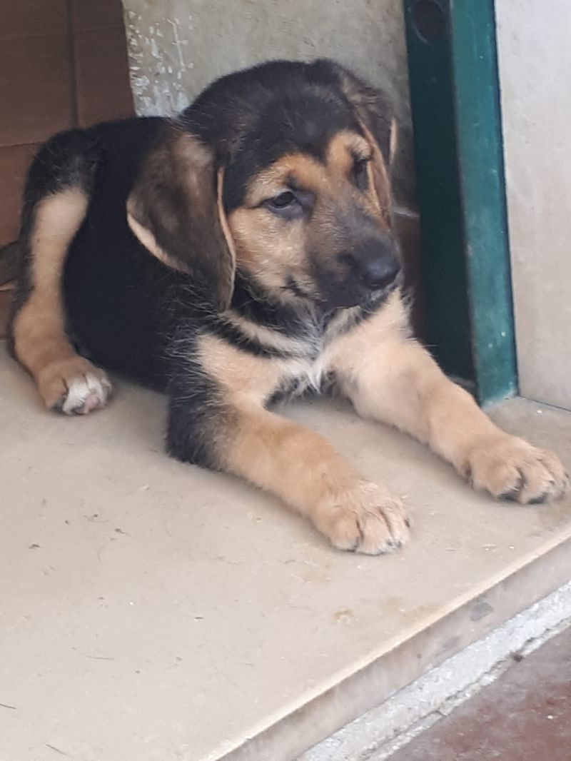 Buba nata il 12 aprile 2018, mamma spinone taglia media