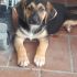 Goku maschio nato il 12 aprile 2018, mamma spinone taglia media