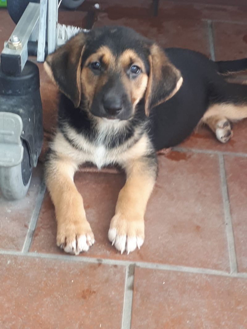 Goku maschio nato il 12 aprile 2018, mamma spinone taglia media