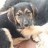 Kim Femmina Nata il 12 aprile 2018, mamma spinone taglia media