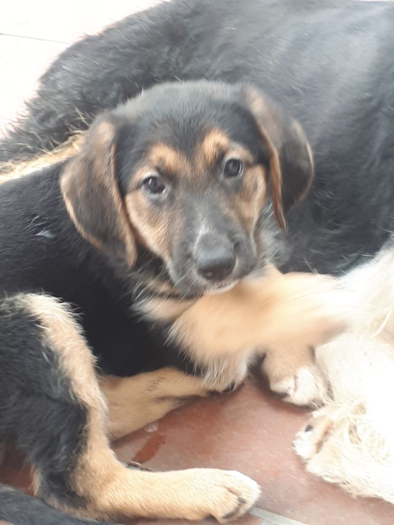 Kim Femmina Nata il 12 aprile 2018, mamma spinone taglia media