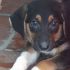 Pippo Nato il 12 aprile 2018, mamma spinone taglia media