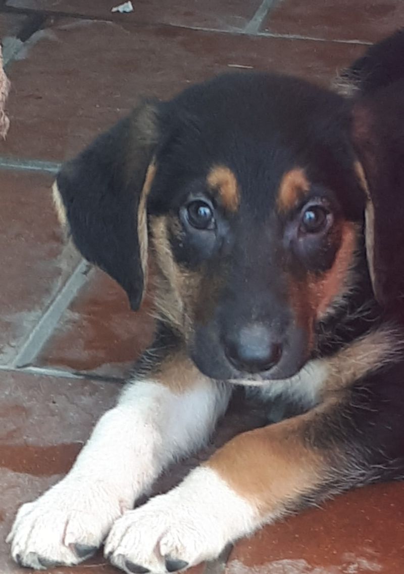 Pippo Nato il 12 aprile 2018, mamma spinone taglia media