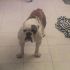 Bulldog inglese maschio 3 anni