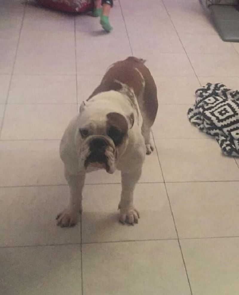 Bulldog inglese maschio 3 anni