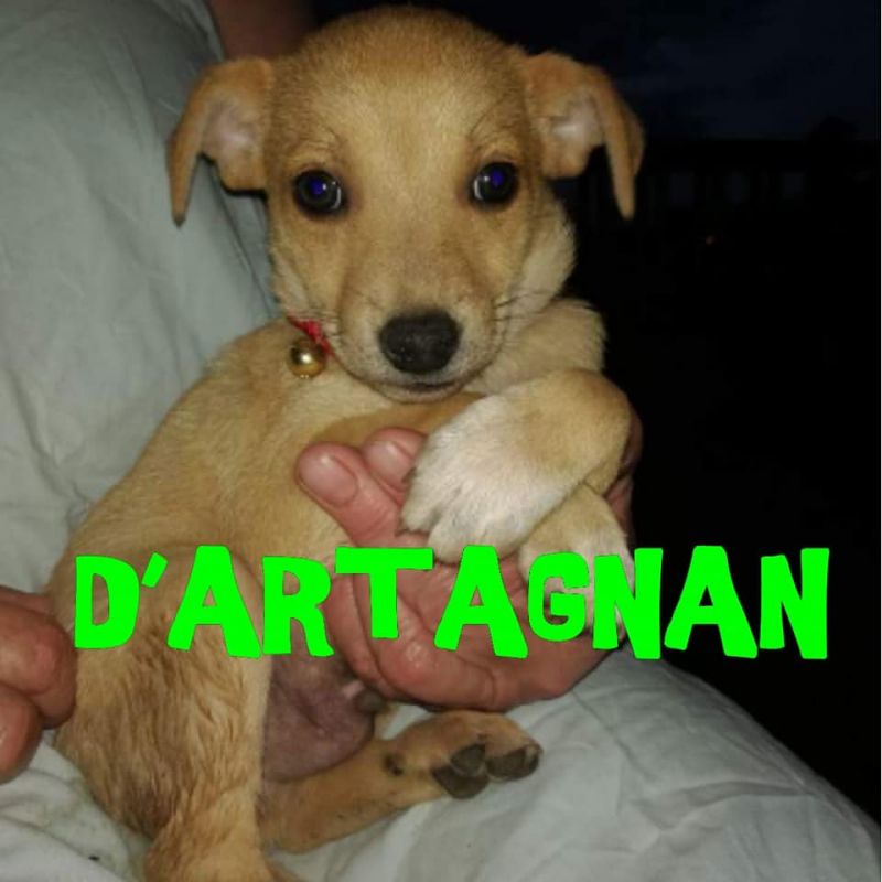 D’Artagnan maschietto  cerca casa 50 giorni