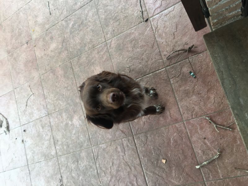 Cucciolone taglia piccola 