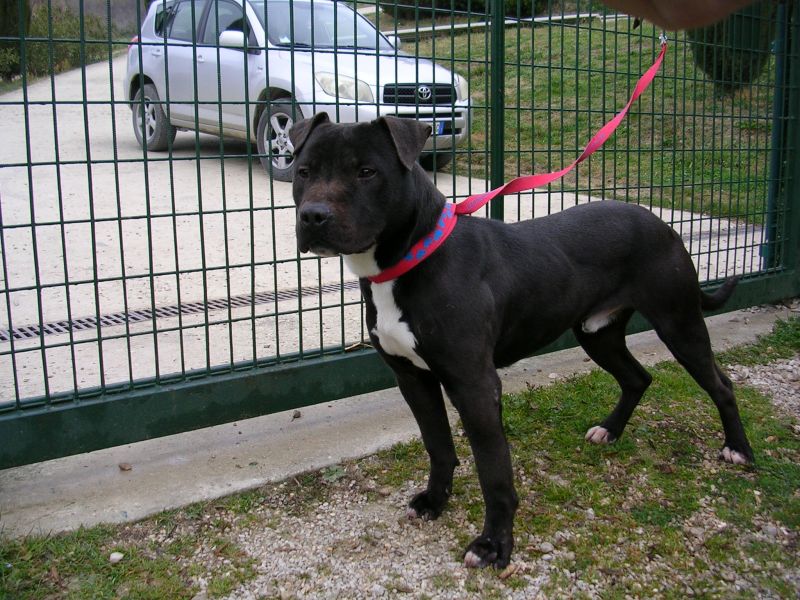 Rocco pitbull cucciolone abbandonato