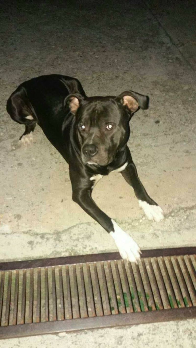 PITBULL DEMON  CERCA CASA